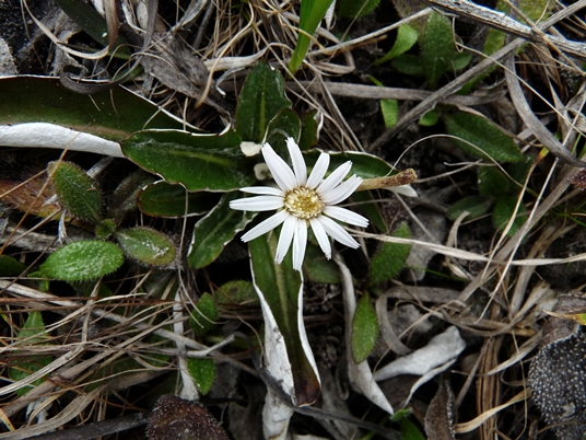 {Chaptalia tomentosa}